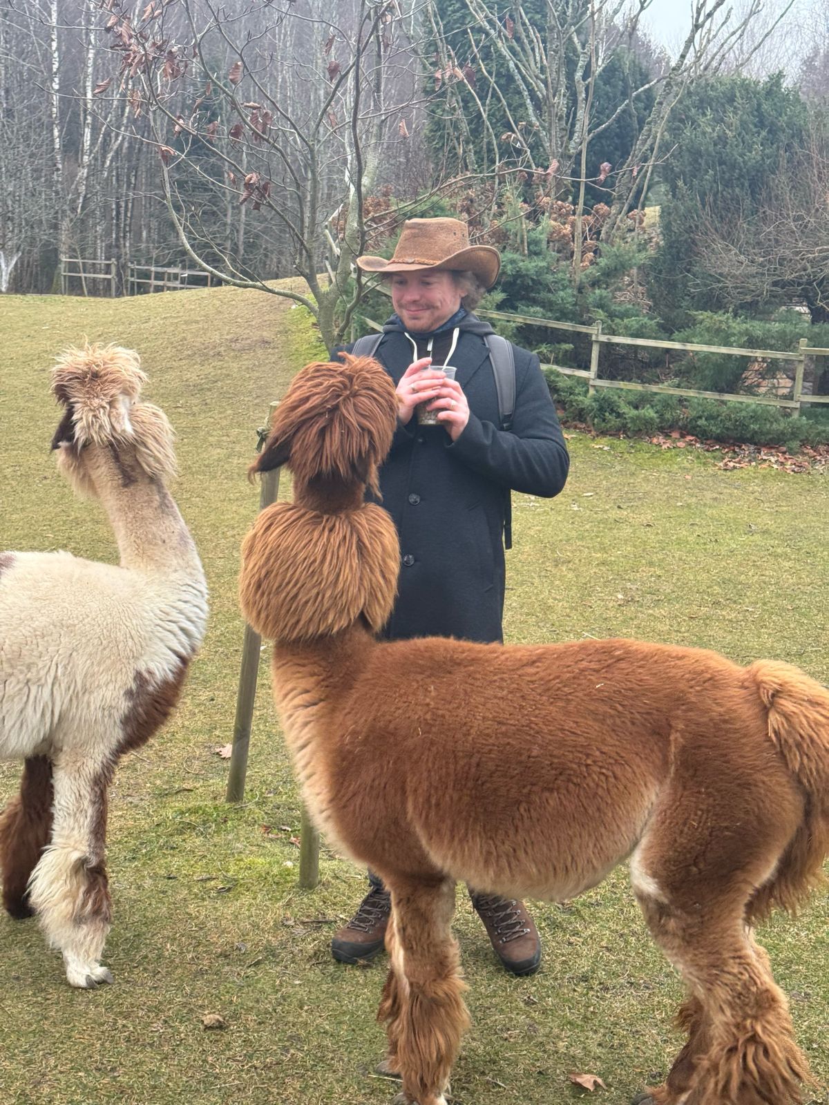 Alpaca